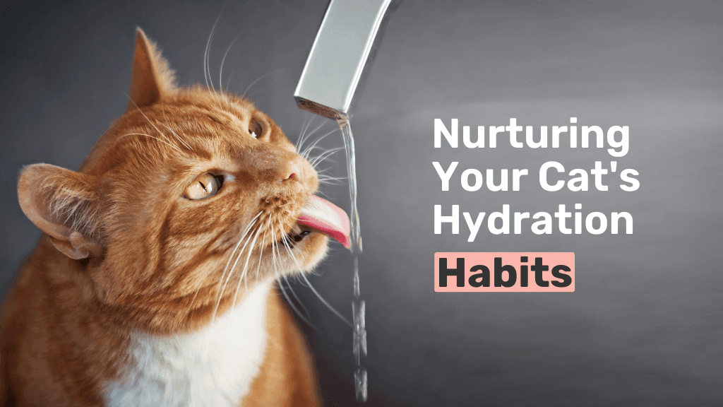 Nurturing Your Cat's Hydration Habits Nurturing Your Cat's Hydration Habits